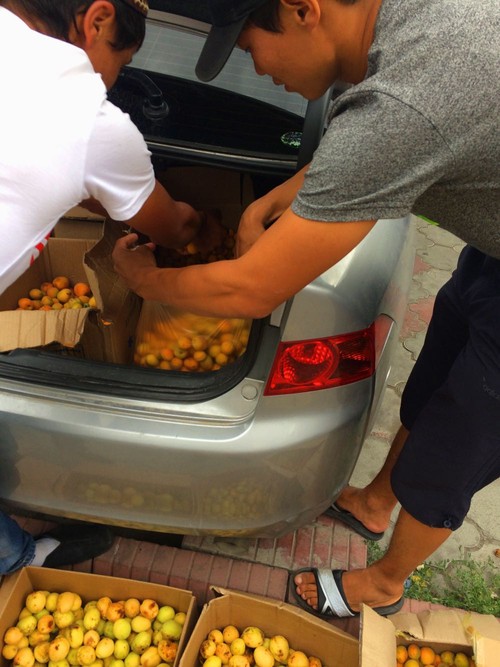 Wild apricots